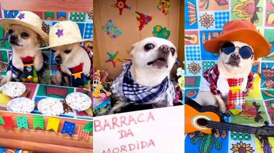 Os cachorrinhos podem participar da quadrilha, desfile e concurso valendo prêmios - Divulgação / Eventos & Cães