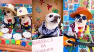 Os cachorrinhos podem participar da quadrilha, desfile e concurso valendo prêmios - Divulgação / Eventos & Cães