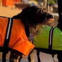 Cachorros e gato ganham nomes de craques da Copa: conheça os pets