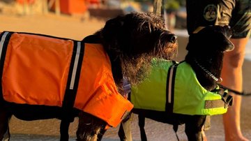 Cachorrinhos Cristiano e Ronaldo dividem o nome do craque português - Acervo pessoal / Dandara Chiara Flores Galderisi