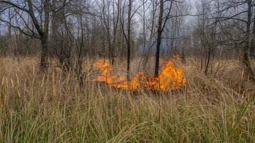 Painel cruzará os dados meteorológicos, mapas de risco e monitoramento em tempo real no combate a incêndios - Adobe Stock
