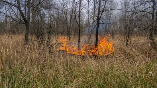 Painel cruzará os dados meteorológicos, mapas de risco e monitoramento em tempo real no combate a incêndios - Adobe Stock