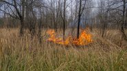 Painel cruzará os dados meteorológicos, mapas de risco e monitoramento em tempo real no combate a incêndios - Adobe Stock