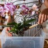 Exposição Nacional de Orquídeas reúne venda de plantas e palestras sobre cultivo da espécie - Magnific