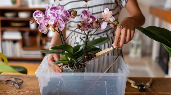 Exposição Nacional de Orquídeas reúne venda de plantas e palestras sobre cultivo da espécie - Magnific