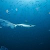 Poluição por remédios no oceano ameaça a biodiversidade marinha e espécies em extinção - Adobe Stock