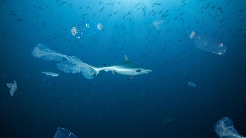 Poluição por remédios no oceano ameaça a biodiversidade marinha e espécies em extinção - Adobe Stock