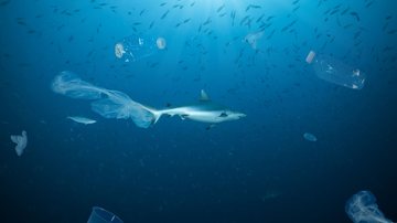Poluição por remédios no oceano ameaça a biodiversidade marinha e espécies em extinção - Adobe Stock