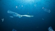 Poluição por remédios no oceano ameaça a biodiversidade marinha e espécies em extinção - Adobe Stock