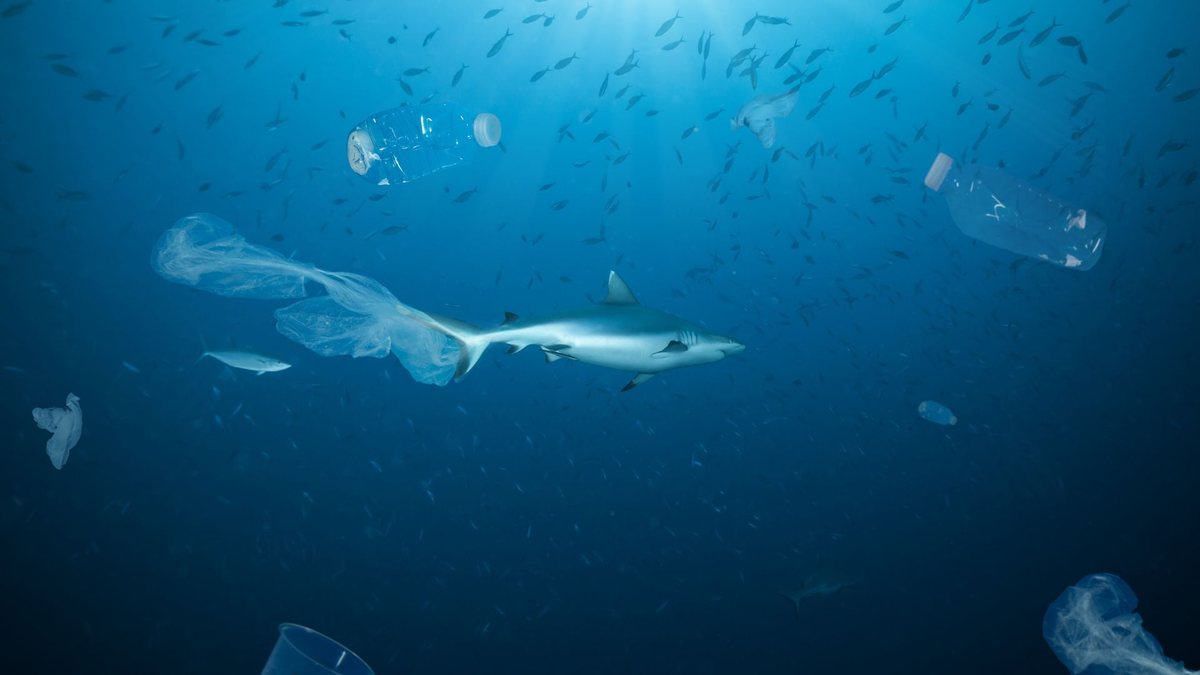 Poluição por remédios no oceano ameaça a biodiversidade marinha e espécies em extinção - Adobe Stock