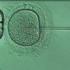 Técnica se mostrou mais segura do que anteriores ao alterar genes relacionados à anemia falciforme e a doenças cardiovasculares - Reprodução/Acervo pessoal