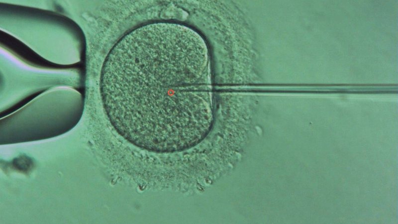 Técnica se mostrou mais segura do que anteriores ao alterar genes relacionados à anemia falciforme e a doenças cardiovasculares - Reprodução/Acervo pessoal