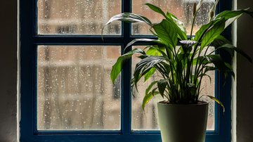 No inverno, o solo demora mais para secar e o metabolismo das plantas desacelera - Adobe Stock