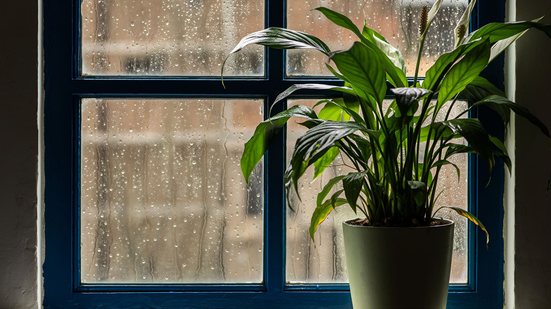 No inverno, o solo demora mais para secar e o metabolismo das plantas desacelera - Adobe Stock