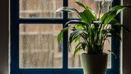 No inverno, o solo demora mais para secar e o metabolismo das plantas desacelera - Adobe Stock