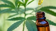 Hoje, o SUS disponibiliza medicamentos à base de canabidiol (CBD). Porém, essa oferta não é padronizada em todo o País - Adobe Stock