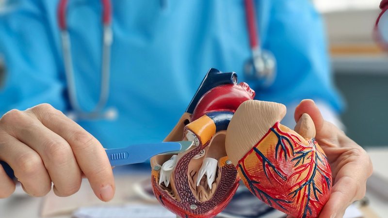Wainua seria usado no tratamento da cardiomiopatia amiloide por transtirretina - Adobe Stock