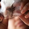 OMS aponta que doença de Chagas afeta entre 6 e 7 milhões de pessoas em 44 países - Reprodução/OMS