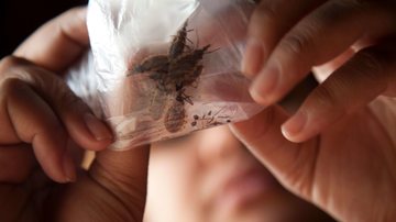 OMS aponta que doença de Chagas afeta entre 6 e 7 milhões de pessoas em 44 países - Reprodução/OMS