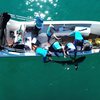 EcoShark estuda tubarões do litoral carioca e desenvolve ações de educação ambiental para mostrar a importância desses predadores marinhos - Hilaea Midia/Projeto EcoShark