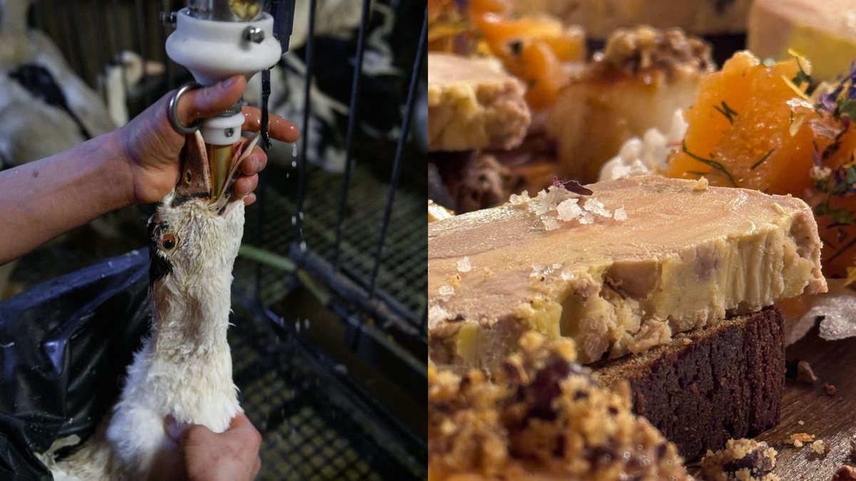 Foie gras é um alimento produzido a partir do fígado de patos e gansos submetidos a um processo de engorda  forçada e cruel - Animal Equality e Pexels