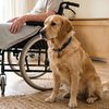 Atividades como caminhar, brincar de buscar e acariciar ou escovar um cão podem aumentar a motivação em processos de reabilitação - AdobeStock