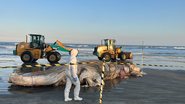 Local onde estava a jubarte foi isolado pela equipe do Instituto Biopesca - Instituto Biopesca/Divulgação