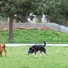 O encontro Pet e o lançamento do Guia Pet Friendly São Paulo acontece dia 8 de agosto, a partir das 9h - Adobe Stock