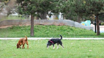 O encontro Pet e o lançamento do Guia Pet Friendly São Paulo acontece dia 8 de agosto, a partir das 9h - Adobe Stock