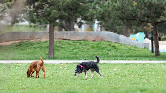 O encontro Pet e o lançamento do Guia Pet Friendly São Paulo acontece dia 8 de agosto, a partir das 9h - Adobe Stock