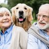 Cães representam uma ponte para fortalecer relações familiares e sociais na vida de idosos - Adobe Stock
