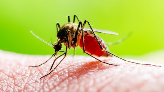 Transmissão da Febre do Nilo Ocidental ocorre principalmente pela picada do mosquito do gênero Culex - Adobe Stock