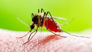 Transmissão da Febre do Nilo Ocidental ocorre principalmente pela picada do mosquito do gênero Culex - Adobe Stock