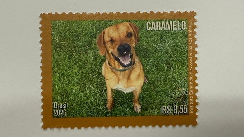 Mixirica tem dois anos e foi resgatado das ruas - Instituto Caramelo