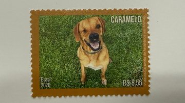 Mixirica tem dois anos e foi resgatado das ruas - Instituto Caramelo