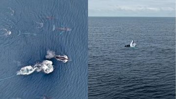 Concentração surpreendeu especialistas, pois a temporada migratória está na reta final - Reprodução/@Instagram @conhecendo_ilhabela