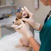Algumas raças de cães apresentam maior predisposição à dermatite atópica - Magnific