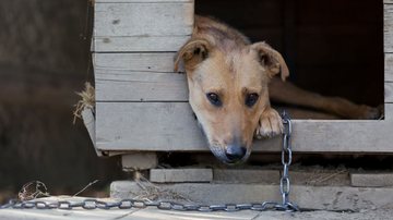 Nova lei proíbe acorrentar cães e gatos em SP\u003B entenda