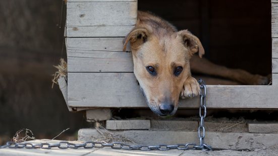 Lei considera acorrentamento qualquer meio de restringir a liberdade do animal - Adobe Stock