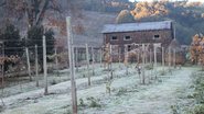 Massa de ar frio favorece geadas no Rio Grande do Sul e em Santa Catarina - Adobe Stock