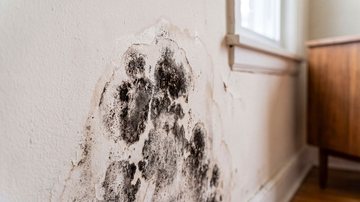 Exposição ao mofo costuma causar irritação e agravamento de alergias, mas pode ter consequências mais graves - AdobeStock
