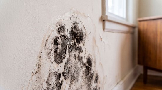 Exposição ao mofo costuma causar irritação e agravamento de alergias, mas pode ter consequências mais graves - AdobeStock