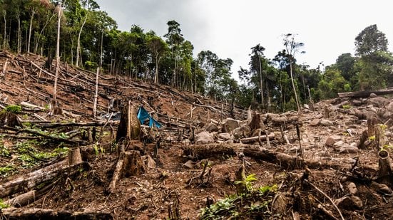 Na Amazônia, a área desmatada caiu para 3.335 km² nos últimos 12 meses - Adobe Stock