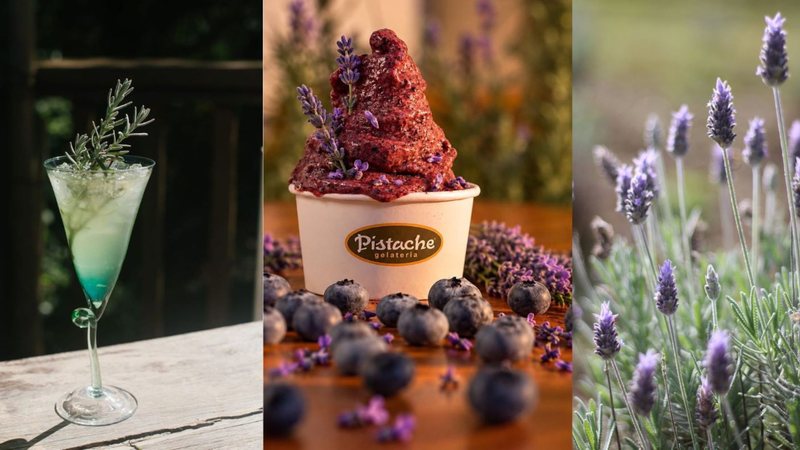 Cunha oferece uma imersão sensorial com lavanda, unindo tradição artesanal e natureza exuberante - Divulgação