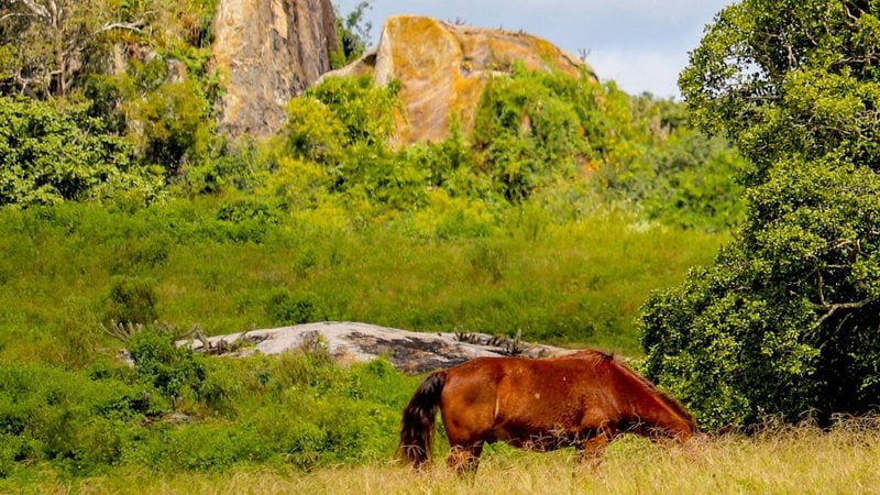 Campina Grande, na Paraíba, é famosa por sediar o maior São João do mundo - Divulgação/Skyscanner