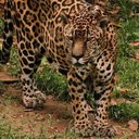 A alimentação de Guardião é adaptada às suas necessidades, com suplementação para articulações - Reprodução / Acervo Zoo CIGS