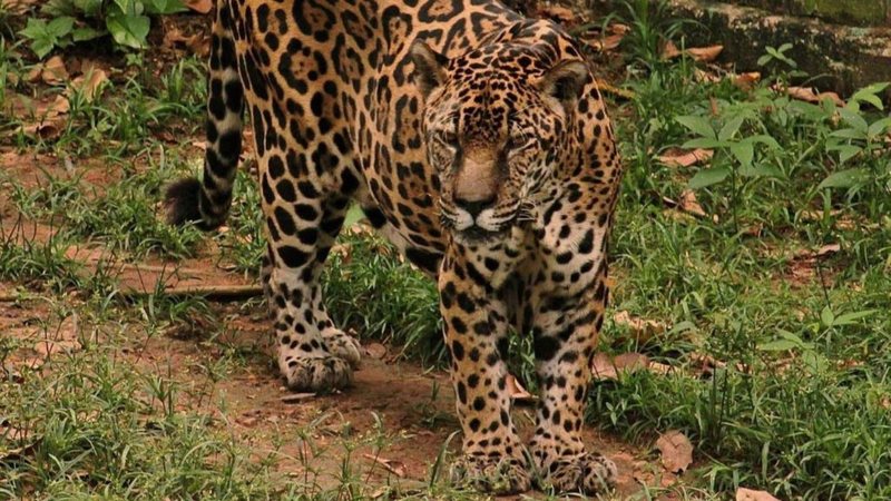 A alimentação de Guardião é adaptada às suas necessidades, com suplementação para articulações - Reprodução / Acervo Zoo CIGS