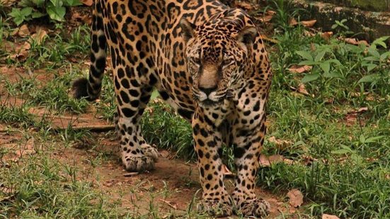 A alimentação de Guardião é adaptada às suas necessidades, com suplementação para articulações - Reprodução / Acervo Zoo CIGS