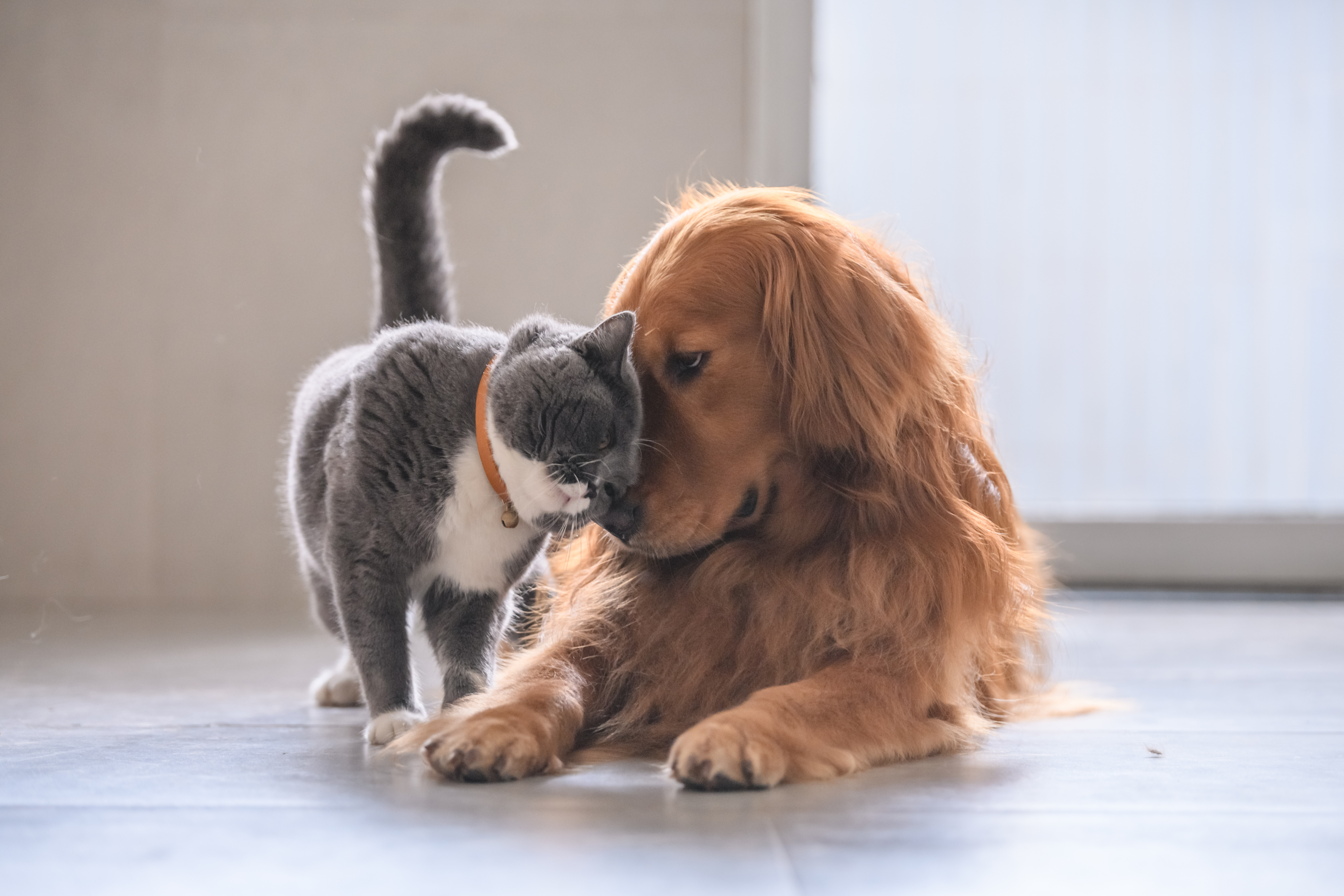 gato e cachorro