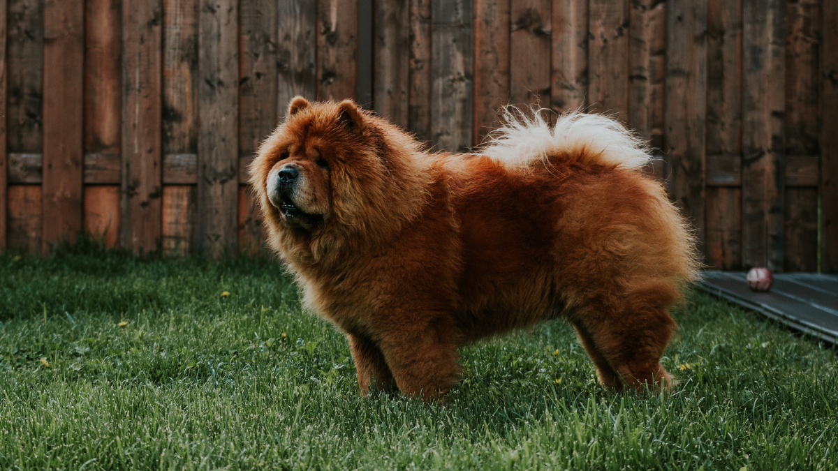 Chow-chow